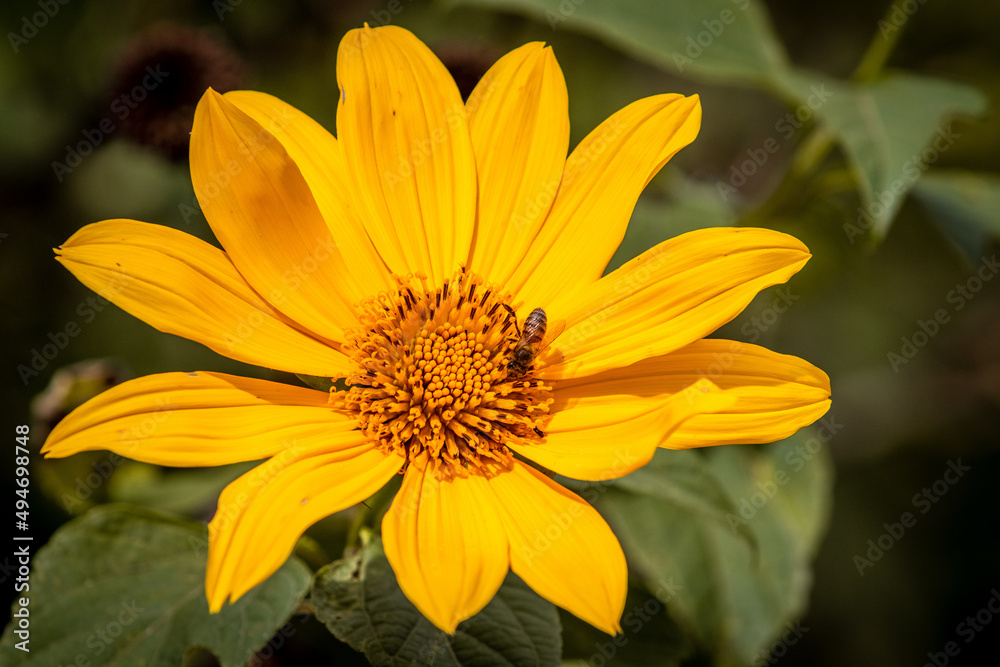 Abelha colhendo néctar de uma flor Abelha colhendo néctar de uma flor
