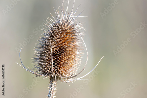 corrugated thistle flower