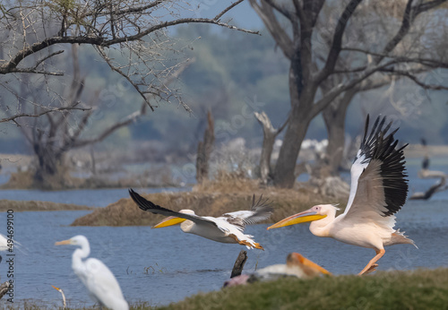 Great white pelican  Pelecanus onocrotalus  or rosy pelican bird at forest. Pelican migration in India during winter season.