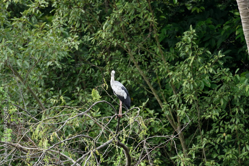 Fototapeta premium Asian openbill