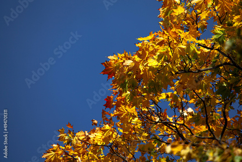 autumn leaves against blue sky