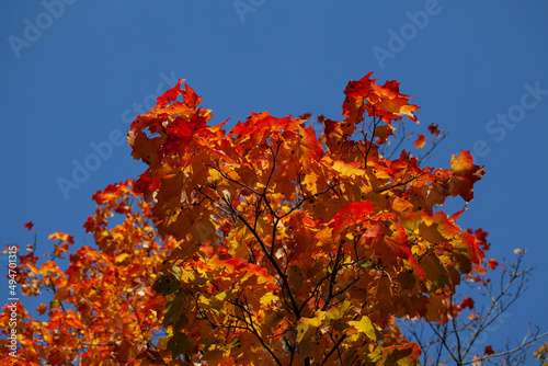 red autumn leaves