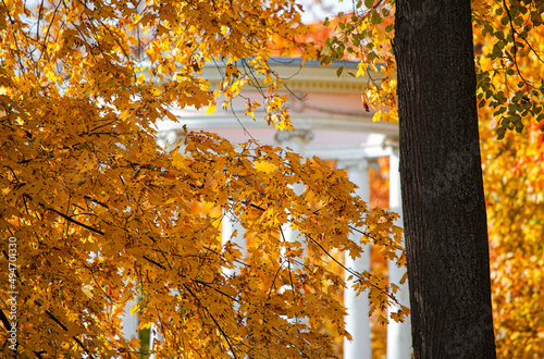 autumn leaves on the tree