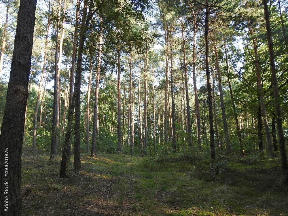 Fototapeta premium las