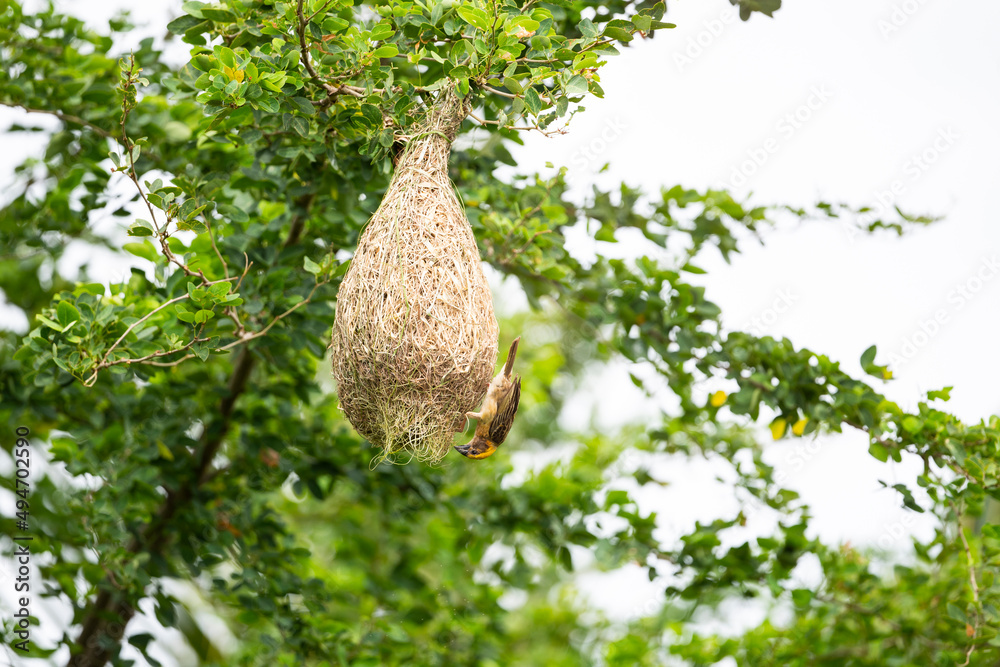 Baya Weaver Bird Baya Weaver Bird