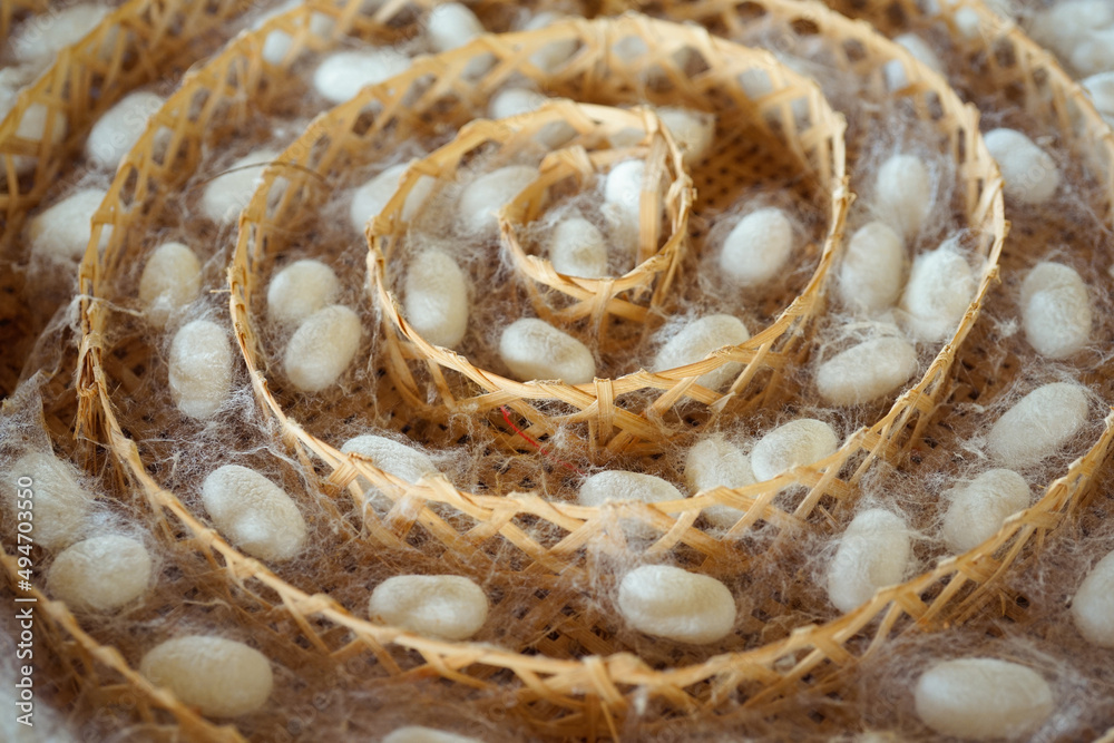 White silk cocoons mulberry silk.