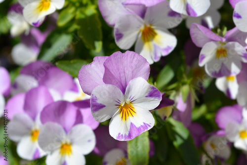 Horned violet Pink Wing Viola