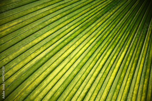Tropisches grünes Palmenblatt, abstrakter Hintergrund