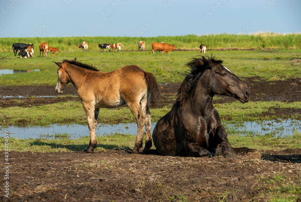 Obraz premium A herd of horses on the shores of the lake, Poland