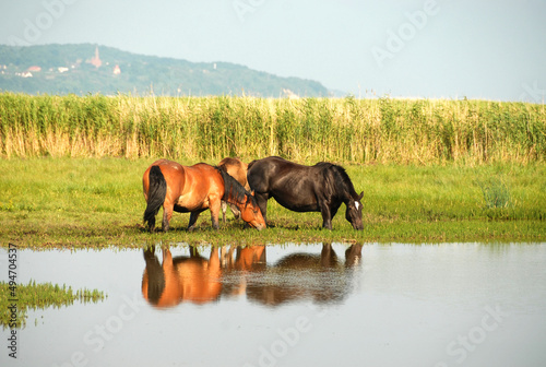 A herd of horses on the shores of the lake, Poland