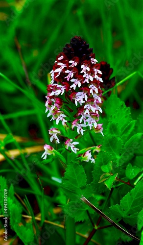 orchidées sauvage  orchis brûlé isère optervoz