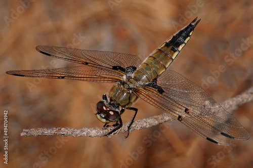 Dragonfly on plant © Terry