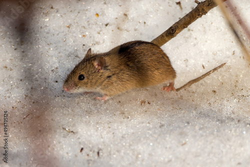 mouse on the snow
