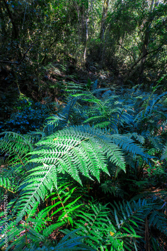 ferns on the forest  floor © mikefoto58