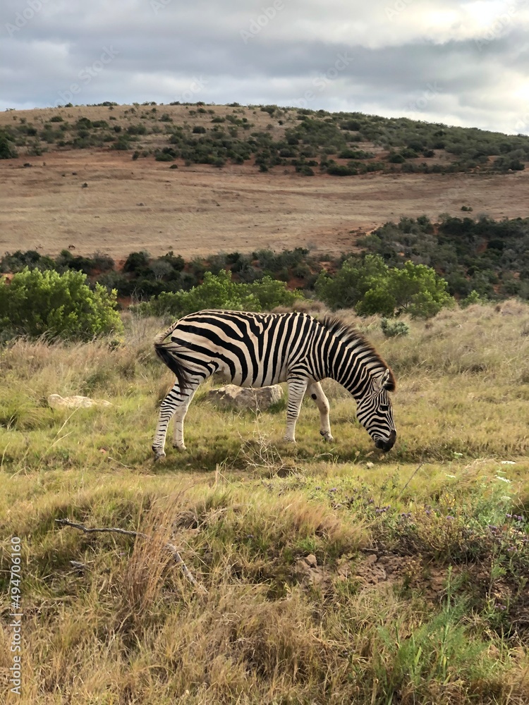 Obraz premium zebra in the savannah