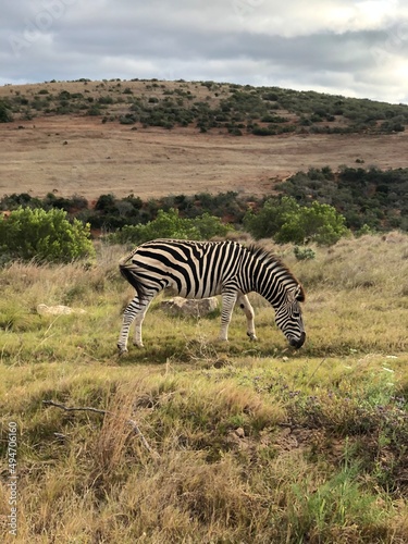 zebra in the savannah