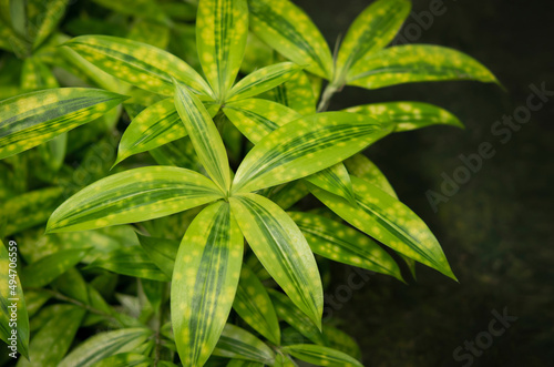Dracaena surculosa  bamboo plants with green-yellow leaves and yellow spots. Use as a garden decoration.  Japanese Bamboo 