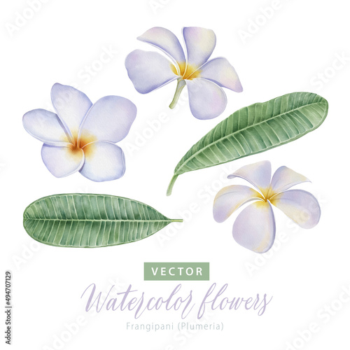 Set of digital watercolor painting white Frangipani (Plumeria) flowers and green leaves.