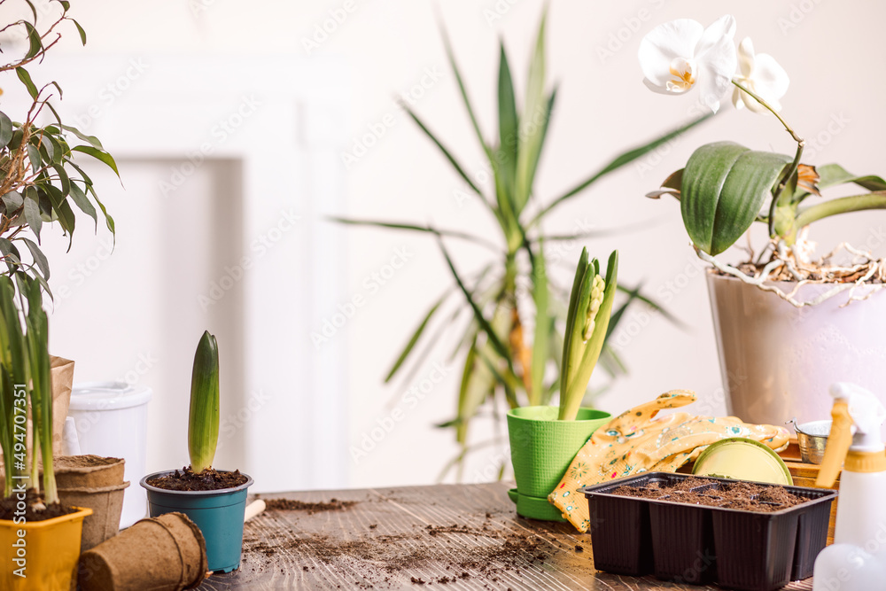Fototapeta premium Home gardening. Home plants, green environment at home, planting seeds. Empty workplace.