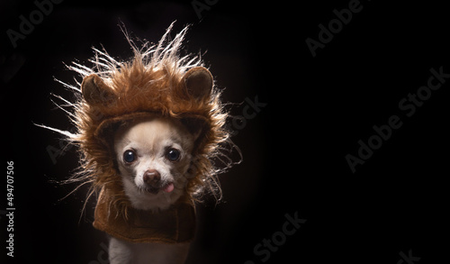 cute chihuahua in a lion mane costume isolated in a studio setting background © annette shaff