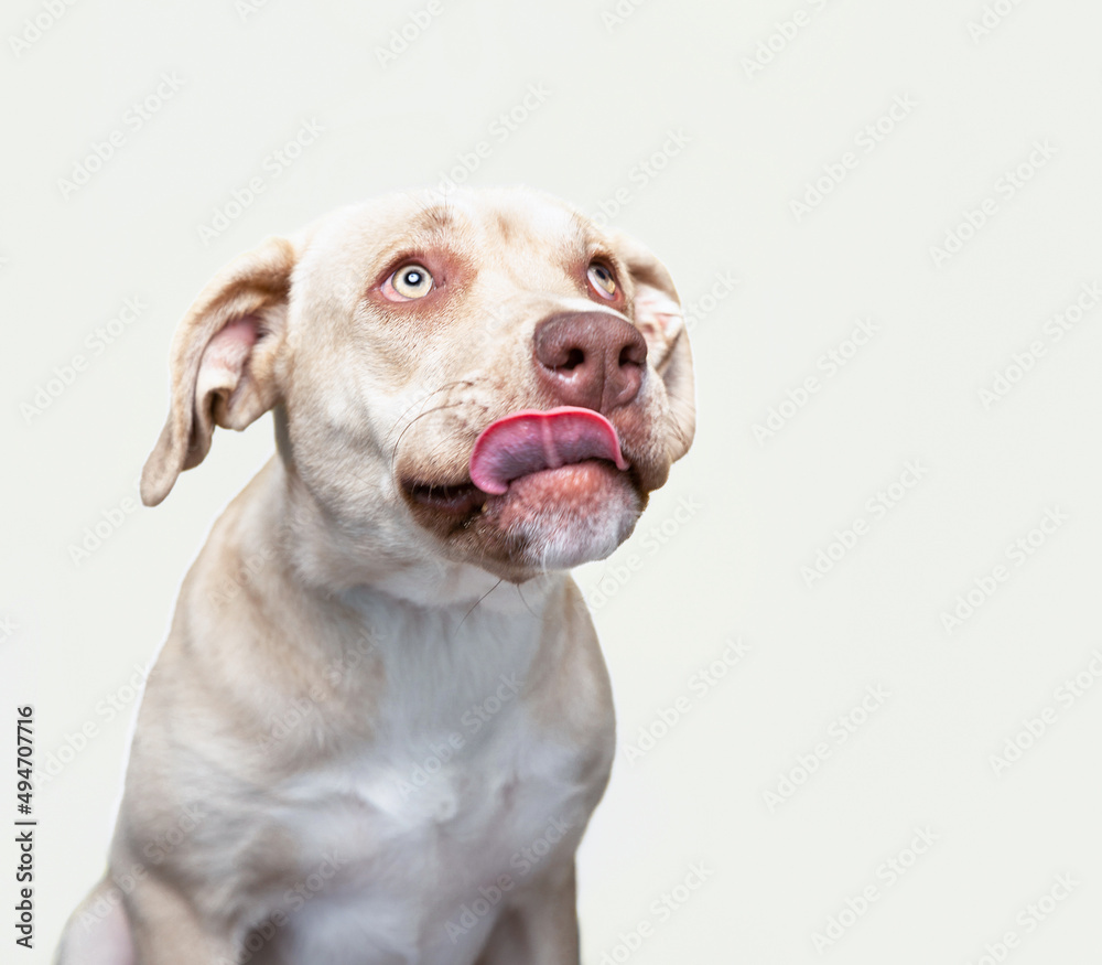studio shot of a cute dog on an isolated background
