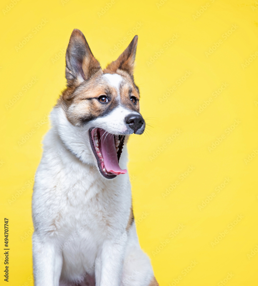 studio shot of a cute dog on an isolated background