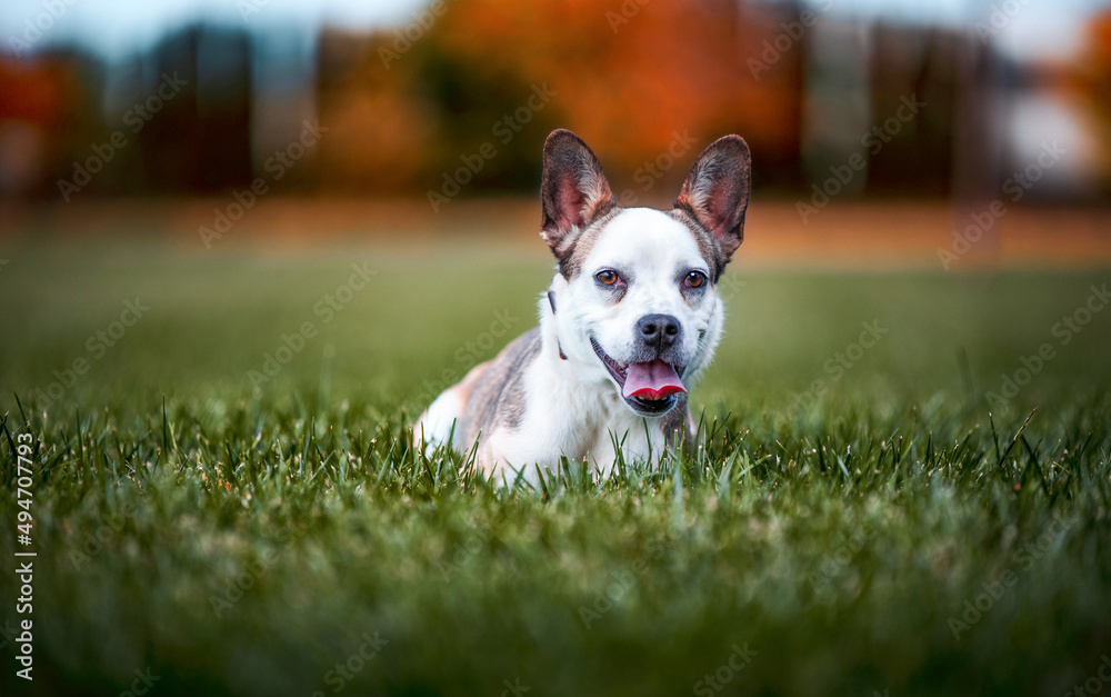 cute dog on an isolated background outside at a park