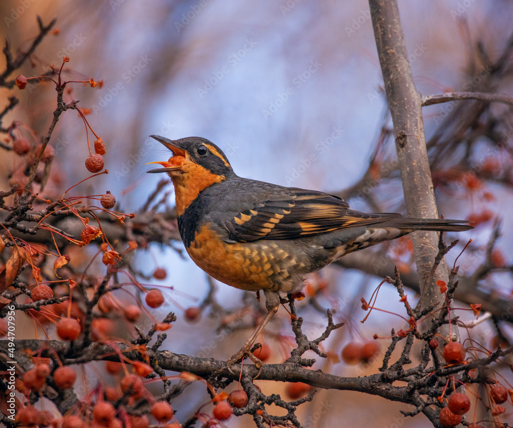 varied thrush eating a berry from a crab apple tree varied thrush eating a berry from a crab apple tree