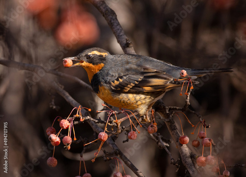 varied thrush eating a berry from a crab apple tree photo