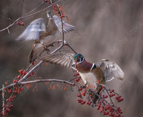Photography wood duck flying up to eat crab apples from a berry tree