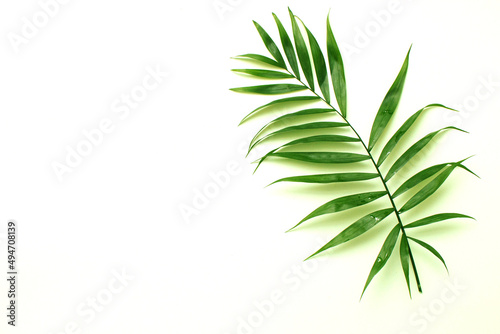 leaf isolated on white