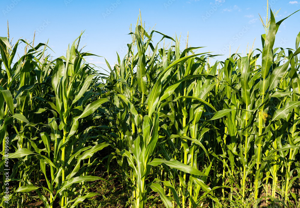 green field of corn growing in the field on a sunny day green field of corn growing in the field on a sunny day