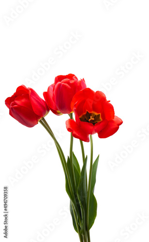 bouquet of tulips isolated