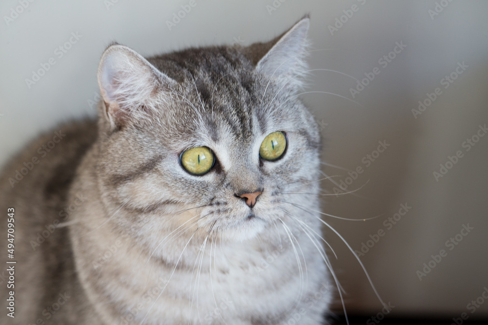 Beautiful persian cat looking to the window