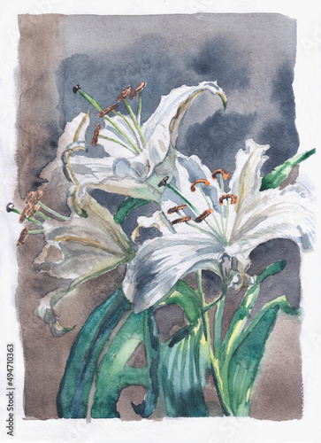 Watercolor bouquet of white lilies. Hand-drawn botany.