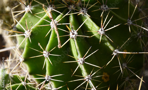 close up of cactus