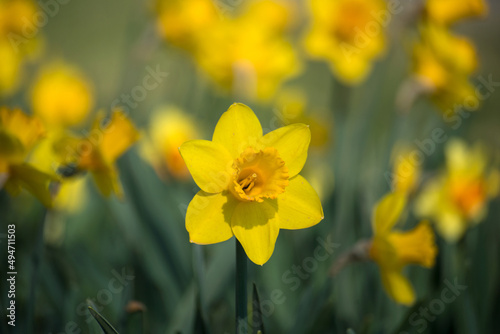 Closeup of yellow daffodils in a public garden