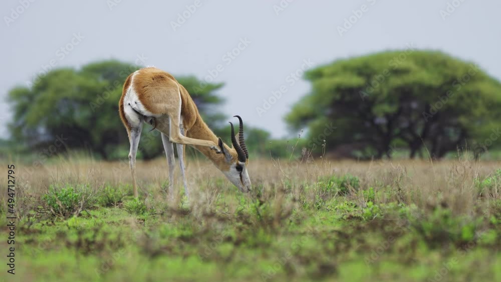 Springbok Antelope On Green Savannah Scratching Its Ear In Central Kalahari Game Reserve In Botswana. Selective Focus Shot Springbok Antelope On Green Savannah Scratching Its Ear In Central Kalahari Game Reserve In Botswana. Selective Focus Shot