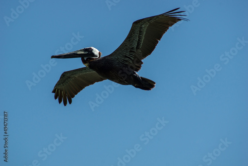 Pelican wingspan in mid air