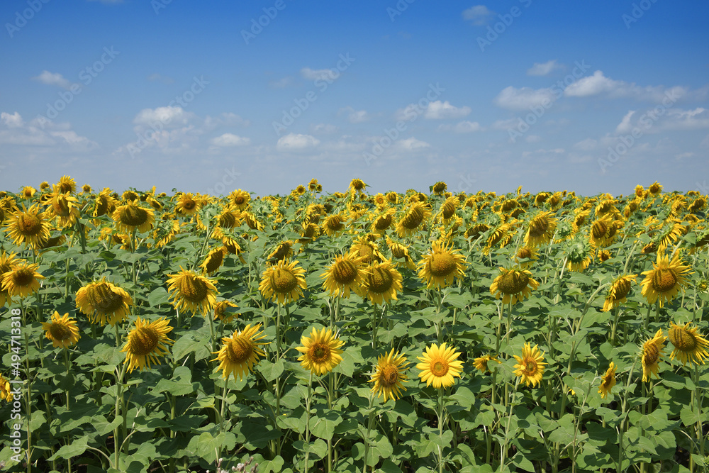 Fototapeta premium Sunflower field under blue sky on a sunny day. Agricultural landscape.