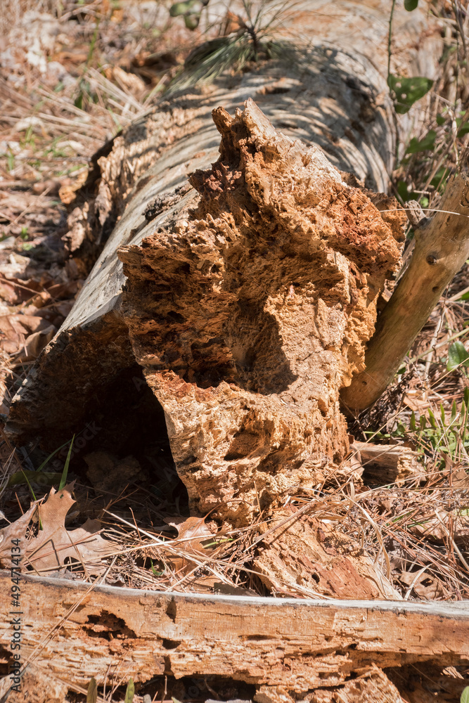 Nature's Reclamination of a Fallen Tree Nature's Reclamination of a Fallen Tree