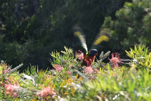Photography Bird and flowers in the forest