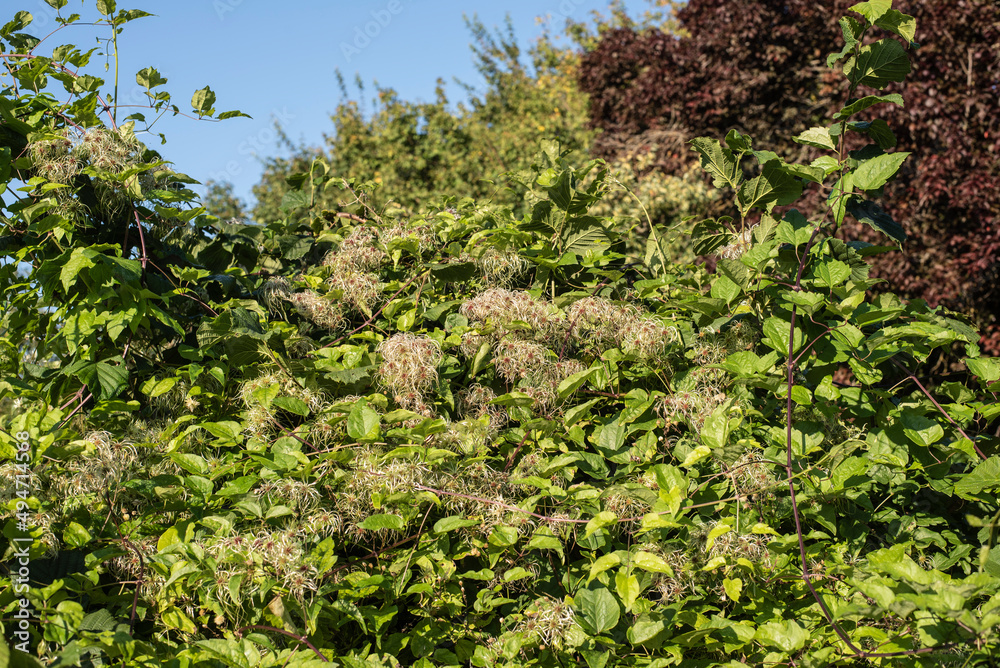 a clematis shrub with fluffy seed heads a clematis shrub with fluffy seed heads