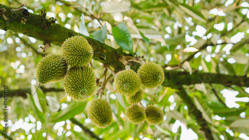 Fresh small durian on tree in Chanthaburi, Thailand, king of fruit in Thai, product quality for export, small durians waiting to be planted until they are ready to be harvested, bottom view