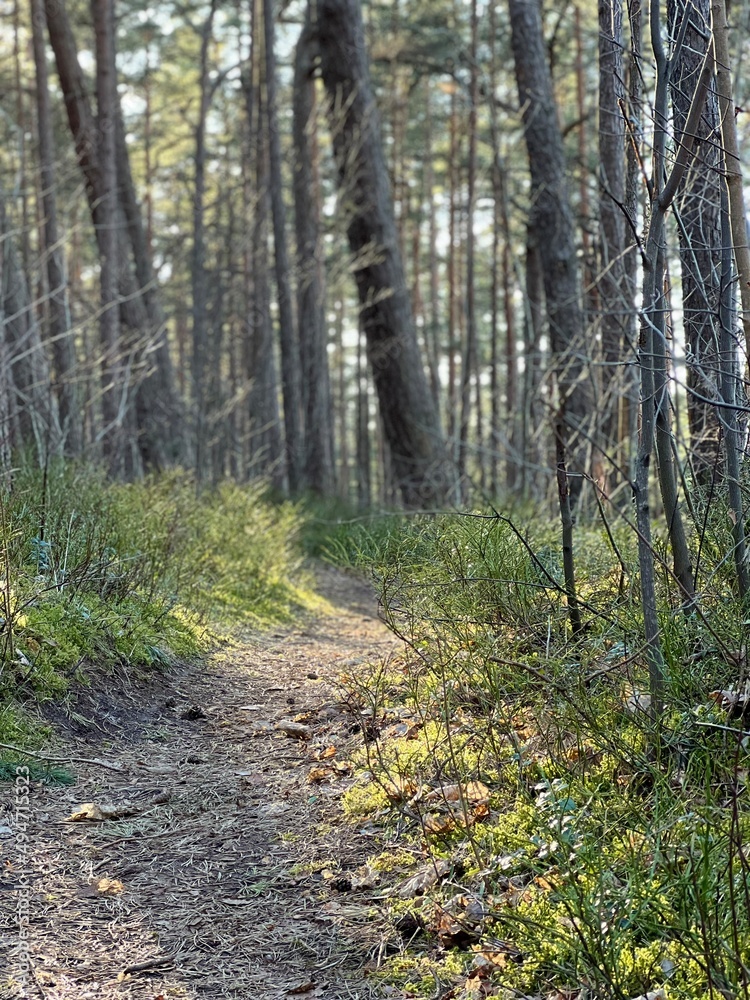Obraz premium path in the forest