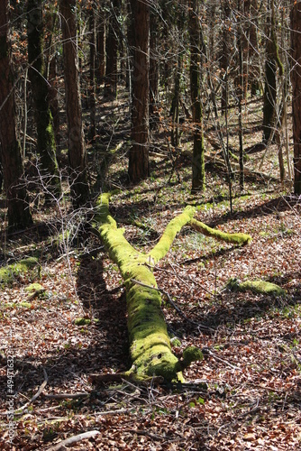 Tronc d'arbre mort recouvert de mousse à la fin de l'hiver (forêt de Lantenay, Bourgogne) photo