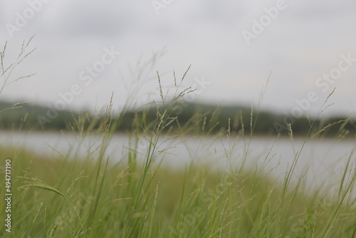 Flower grass with blur background
