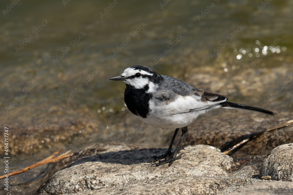 Fototapeta premium 池の水辺のハクセキレイ