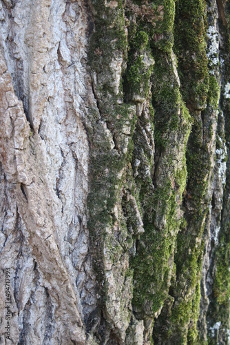 Fototapeta Naklejka Na Ścianę i Meble -  Baum in Nahaufnahme. Moos wächst auf der Rinde von Bäumen. Raue Rinden Struktur. Rinden Abstraktion. Erstaunliche natürliche Abstraktion. Grünes, flauschiges Moos. Naturwunder sind wunderschön.