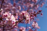 Japanische Kirschblüte Baum Zweige Blüten Frühling